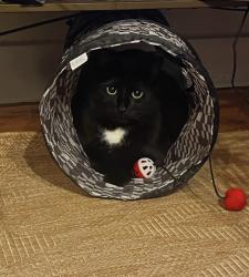 Lost Male Cat last seen Lakeside Retreat apmts off of Holcomb bridge road in Peachtree corners/norcross, Norcross, GA 30092