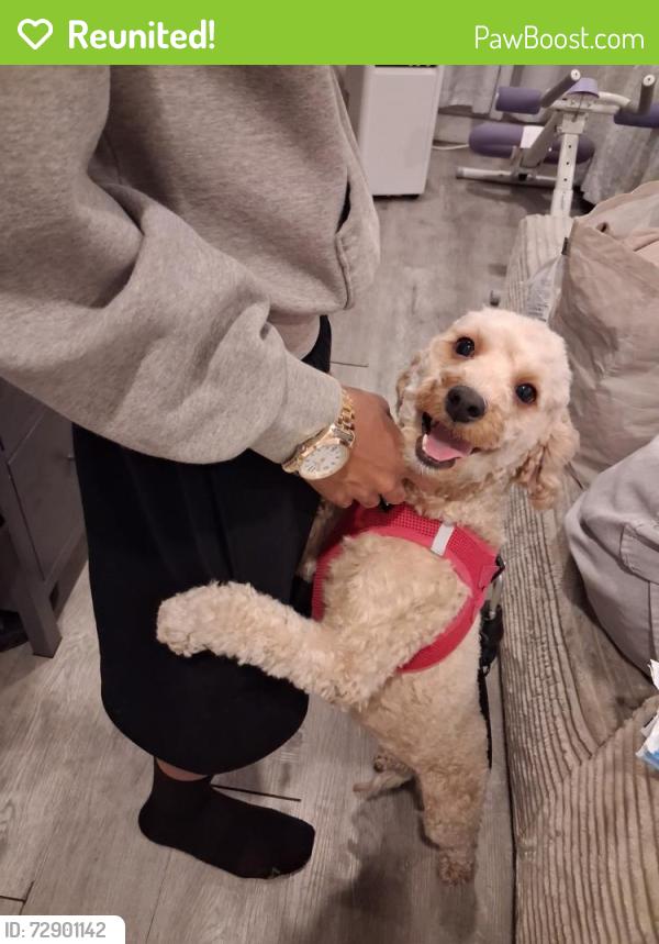 Reunited Female Dog last seen la center studios, Los Angeles, CA 90017