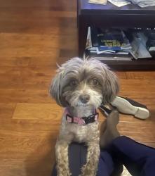 Lost Female Dog last seen Kuykendahl and FM 2920, Lakewood, NJ 08701
