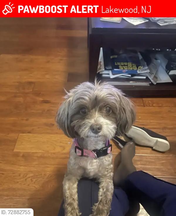 Lost Female Dog last seen Kuykendahl and FM 2920, Lakewood, NJ 08701