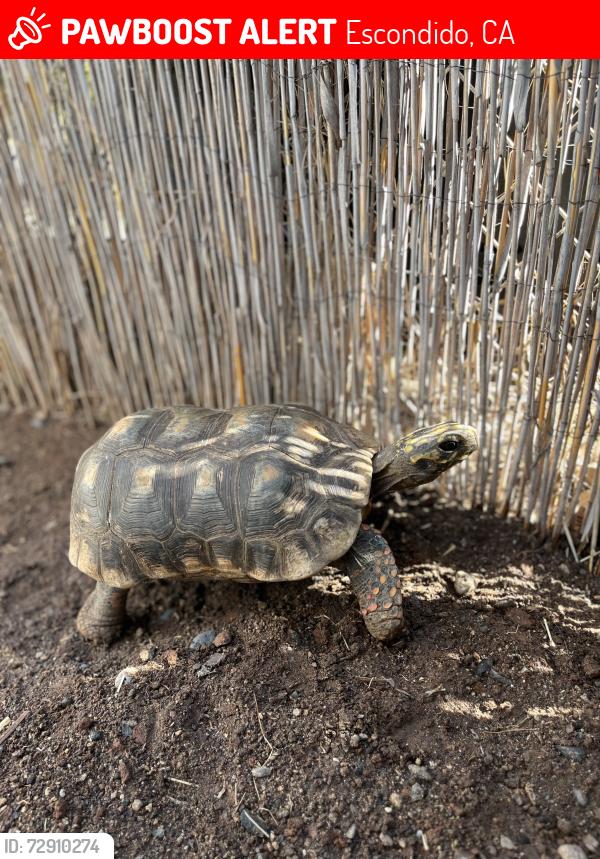 Lost Male Reptile last seen Maple and Escondido Blvd, Escondido, CA 92025