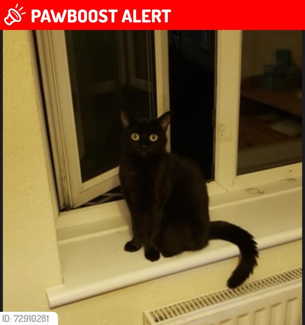 Lost Female Cat last seen Bromley Roaf, Greater London, England SE6 2TD