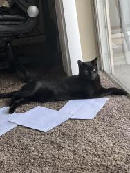 Lost Male Cat last seen Chapel Pines Blvd and Birdhouse Drive , Wesley Chapel, FL 33545