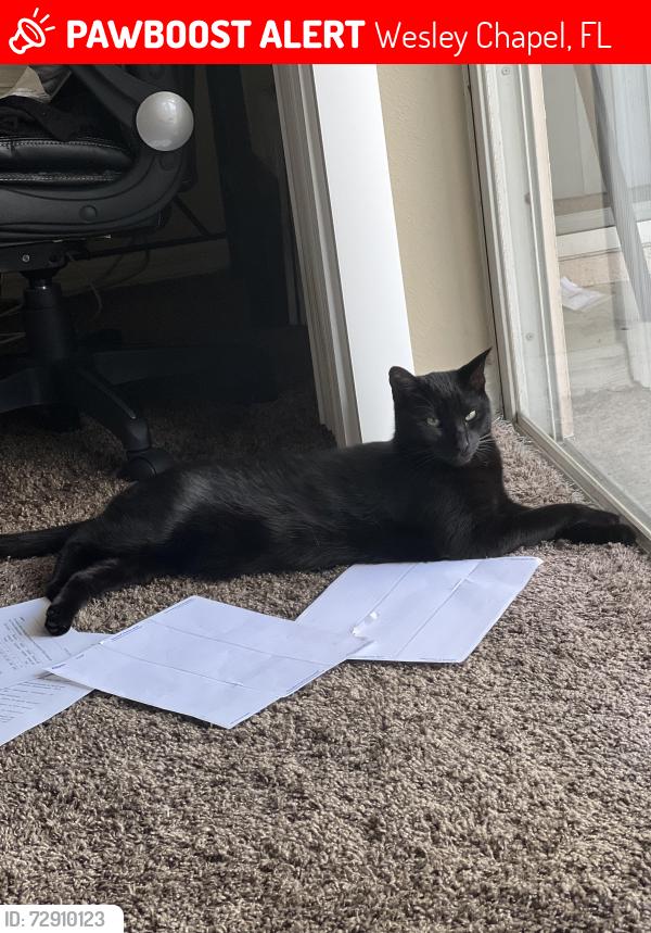 Lost Male Cat last seen Chapel Pines Blvd and Birdhouse Drive, Wesley Chapel, FL 33545