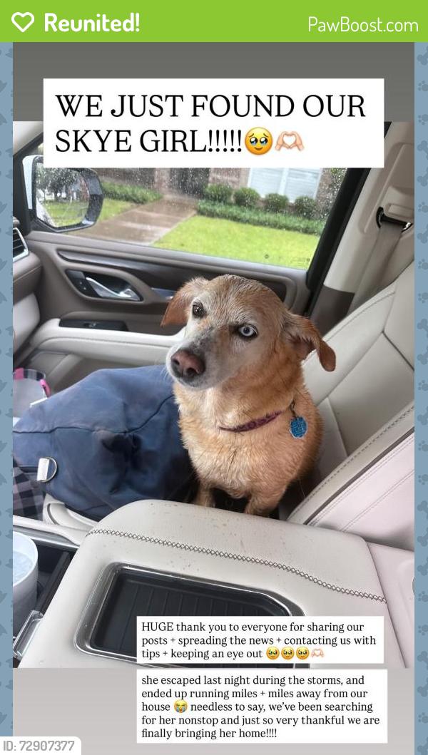 Reunited Female Dog last seen Sam’s club, Abilene, TX 79606