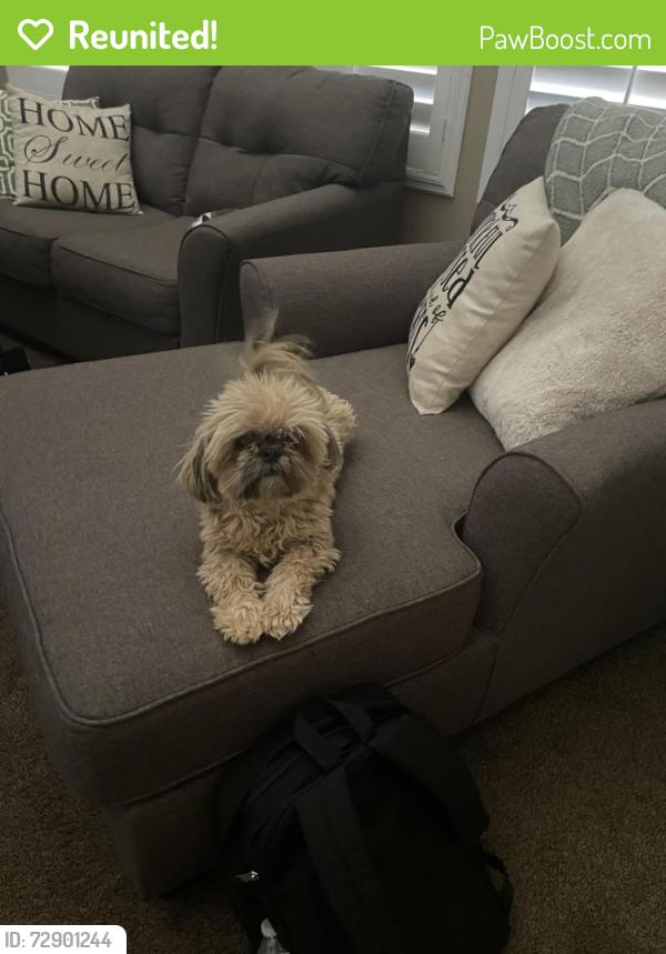 Reunited Male Dog last seen Cactus and Bermuda , Las Vegas, NV 89183