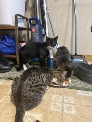 Lost Male Cat last seen Residential , Johnstown, PA 15902