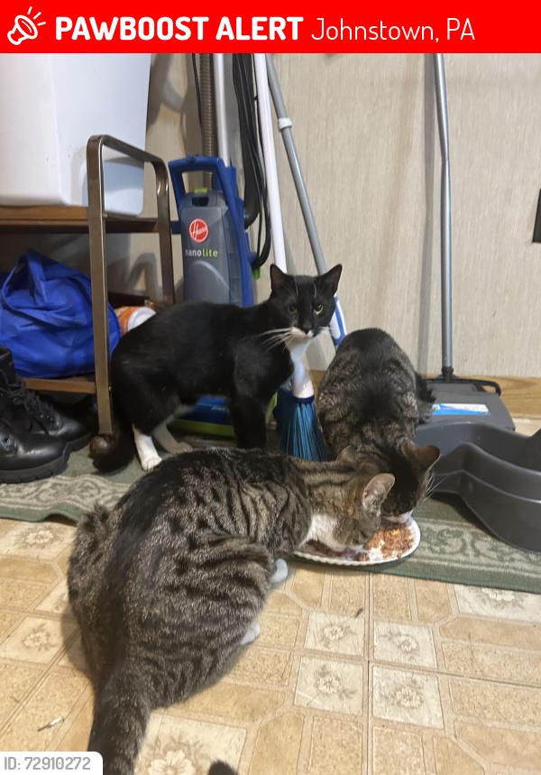 Lost Male Cat last seen Residential , Johnstown, PA 15902