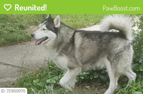 Reunited Unknown Dog last seen Intersection of Dover & Crosby st NW, Grand Rapids, MI 49504