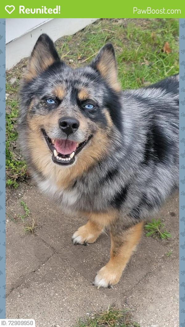 Reunited Male Dog last seen Intersection of Dover & Crosby st NW, Grand Rapids, MI 49504