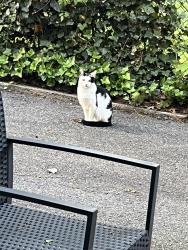 Found/Stray Unknown Cat last seen Longfellow Ave Near Church St. in Teaneck, Teaneck, NJ 07666