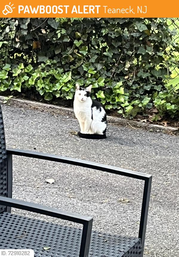 Found/Stray Unknown Cat last seen Longfellow Ave Near Church St. in Teaneck, Teaneck, NJ 07666