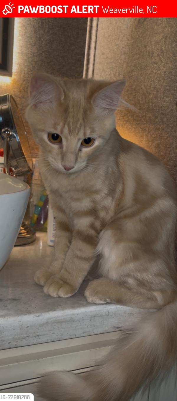 Lost Male Cat last seen New Stock Road, Weaverville, NC 28787