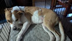 Found/Stray Female Dog last seen Coke Rd , Wood County, TX 75494