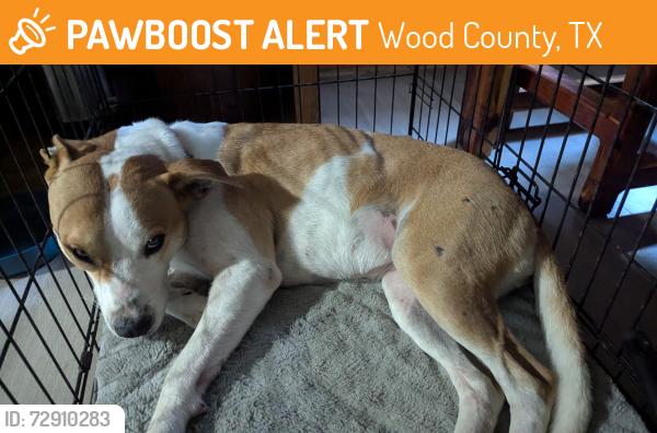 Found/Stray Female Dog last seen Coke Rd , Wood County, TX 75494