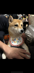 Reunited Female Dog last seen Hedgewood unionville, Markham, ON L3R 6K3