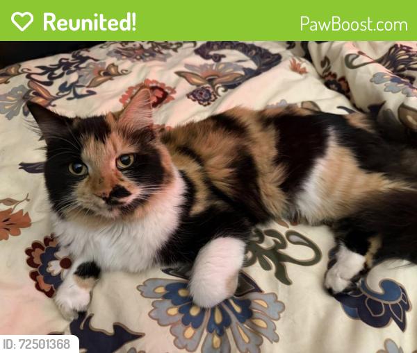 Reunited Female Cat last seen Craddock and Hughson, San Marcos, TX 78666
