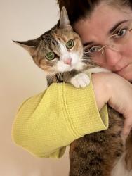 Reunited Female Cat last seen Near Parkside Ave, Ewing, NJ 08638, Ewing Township, NJ 08638