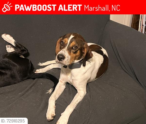 Lost Male Dog last seen Gvine road, Marshall, NC 28753