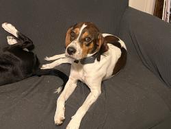 Lost Male Dog last seen Gvine road, Marshall, NC 28753