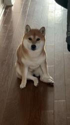 Reunited Female Dog last seen 16th/Kennedy, Markham, ON L3R 6K3