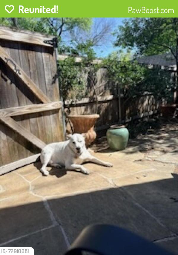 Reunited Male Dog last seen Timber Dr and Davis Blvd, North Richland Hills, TX 76182
