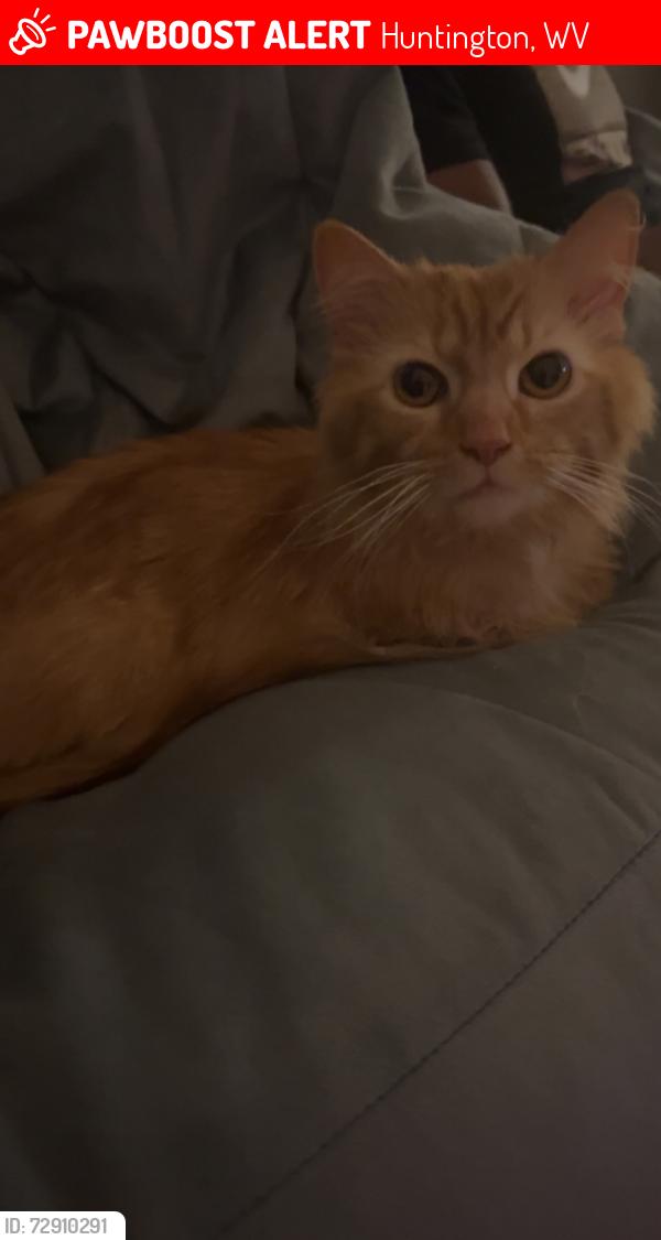 Lost Male Cat last seen Hal Greer & artisan & 20th , Huntington, WV 25701