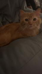 Lost Male Cat last seen Hal Greer & artisan & 20th , Huntington, WV 25701