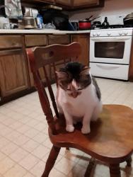 Reunited Female Cat last seen On the North Side Montreal Avenue between Wilder and Howell , Saint Paul, MN 55116