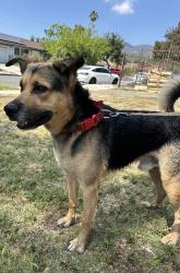 Reunited Male Dog last seen Raven St/De Garmo St, Los Angeles, CA 91342
