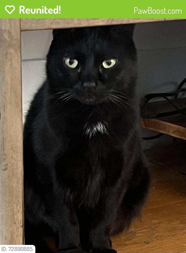 Reunited Male Cat last seen Maple Leaf - north side of 80th Ave NE between 5th Ave NE and 8th Ave NE, Medina, WA 98039