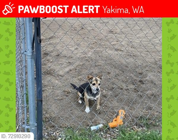 Lost Female Dog last seen Nobhill and 10th Ave , Yakima, WA 98902