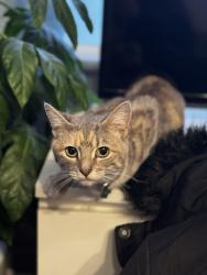 Reunited Female Cat last seen N3 3BD, Greater London, England N3 3BD