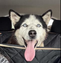 Reunited Male Dog last seen Rivara Road, Stockton, CA 95207