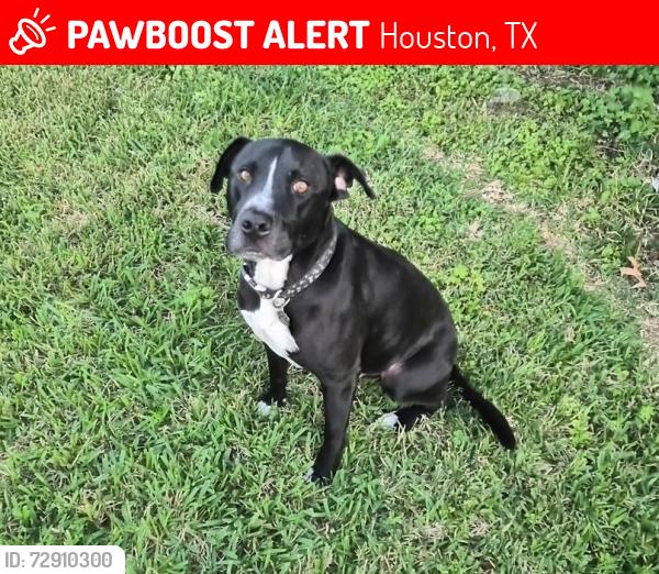 Lost Male Dog last seen Neal Street, Houston, TX 77017