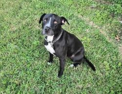 Lost Male Dog last seen Neal Street, Houston, TX 77017