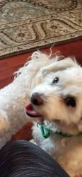 Reunited Male Dog last seen Near e street, Chula Vista at Furry Fiesta , Chula Vista, CA 91910