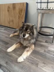Found/Stray Male Dog last seen Kuyhkendal, Harris County, TX 77375