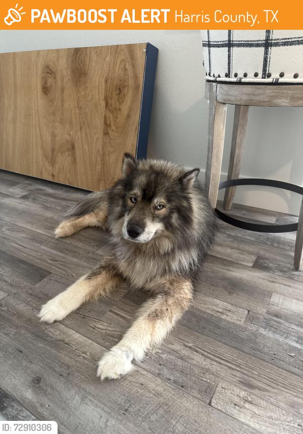 Found/Stray Male Dog last seen Kuyhkendal, Harris County, TX 77375