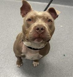 Shelter Stray Female Dog last seen OUT OF JURIS, Indianapolis, IN 46221