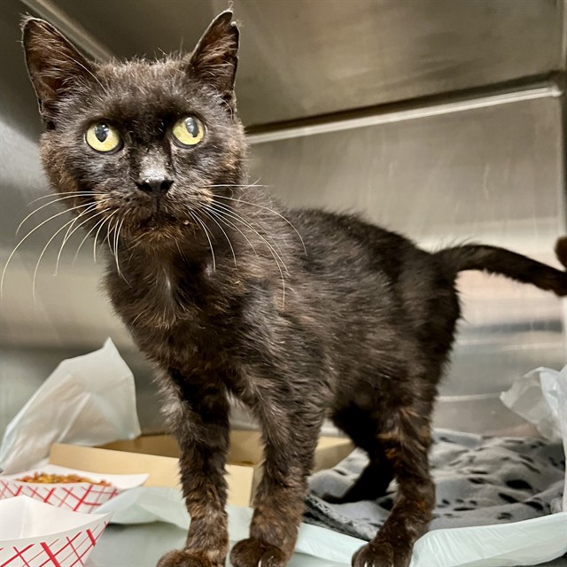 Shelter Stray Female Cat last seen WOODWARD AVE,EUSTIS, 12280 County Rd 448, Tavares, FL 32778, USA