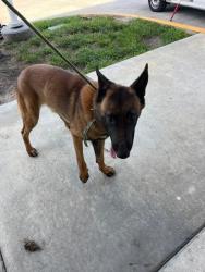 Shelter Stray Male Dog last seen Near BLOCK NW 21ST ST, Doral, FL 33122