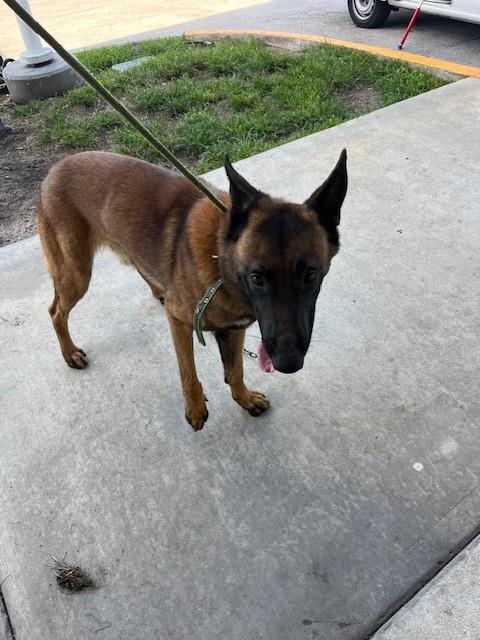 Shelter Stray Male Dog last seen Near BLOCK NW 21ST ST, Doral, FL 33122