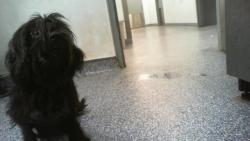 Shelter Stray Male Dog last seen CHARLOTTE, Charlotte, NC 28217