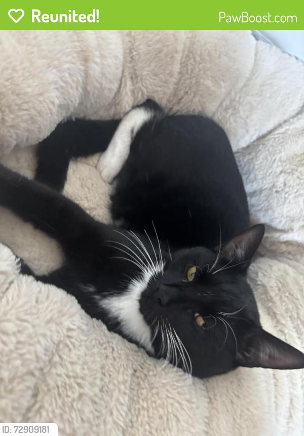 Reunited Male Cat last seen Stockholm drive, Hedge End, England SO30 0LJ