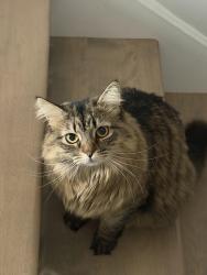 Lost Female Cat last seen Croissant donat, Dieppe, NB E1A