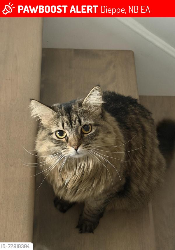 Lost Female Cat last seen Croissant donat, Dieppe, NB E1A