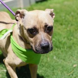 Shelter Stray Female Dog last seen SAN GABRIEL/MONTERRY, San Antonio, TX 78227