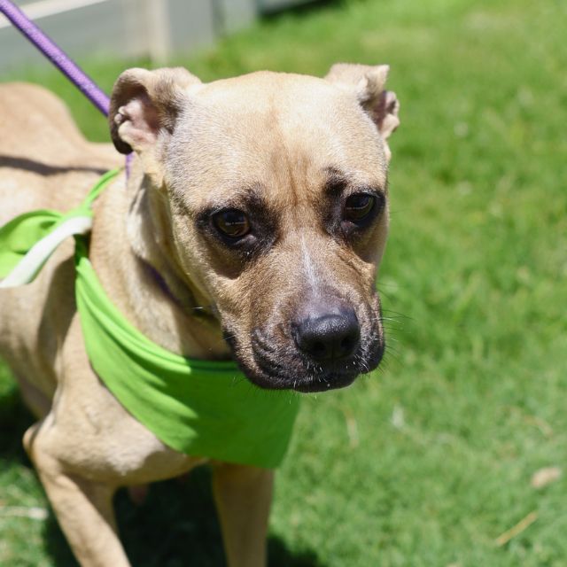 Shelter Stray Female Dog last seen SAN GABRIEL/MONTERRY, San Antonio, TX 78227