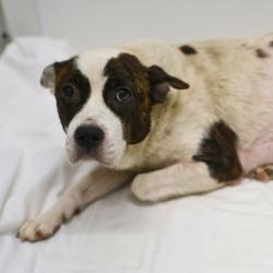 Shelter Stray Female Dog last seen ALAMETOS, San Antonio, TX 78227